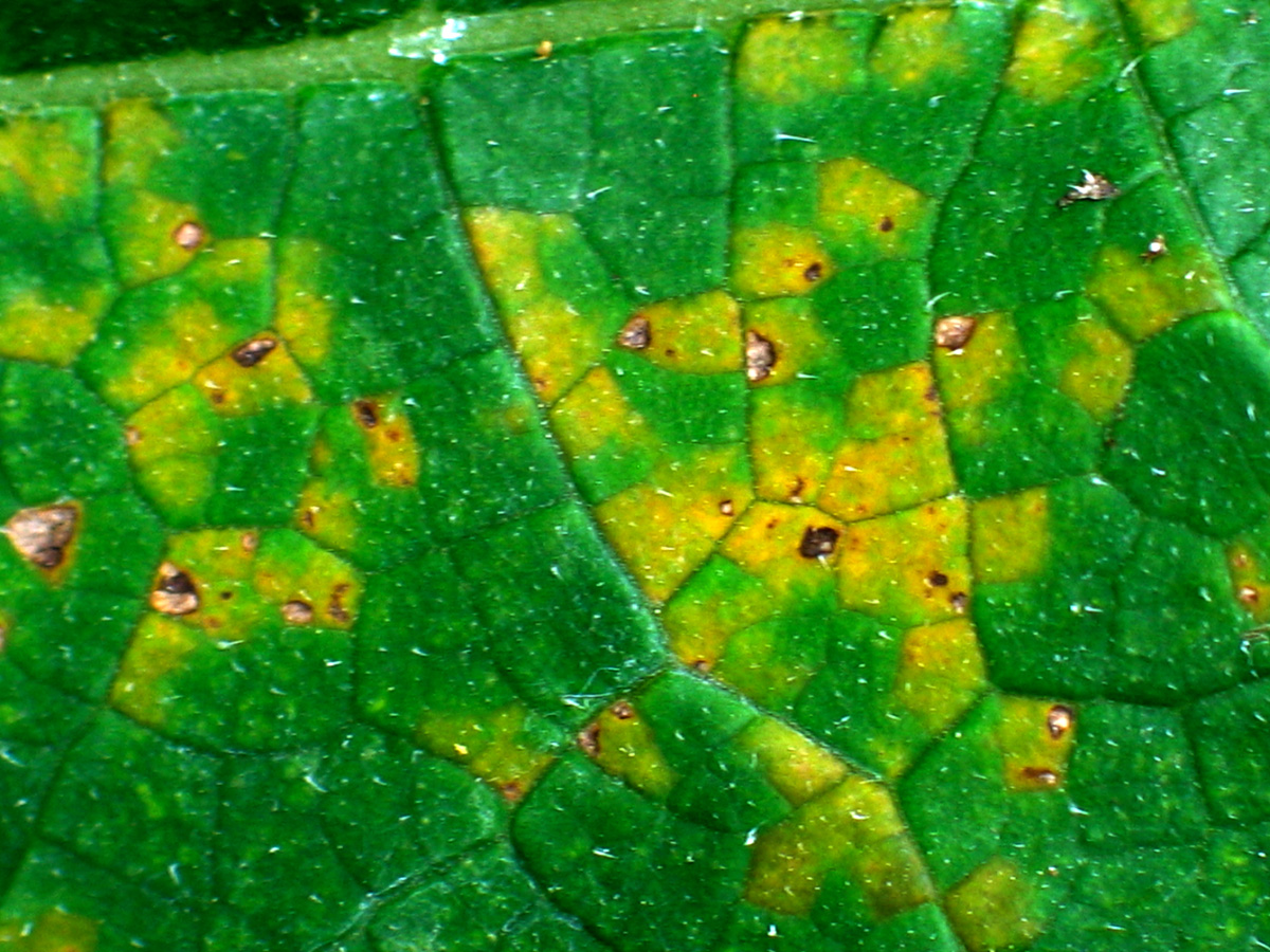disease symptoms on upper leaf surface