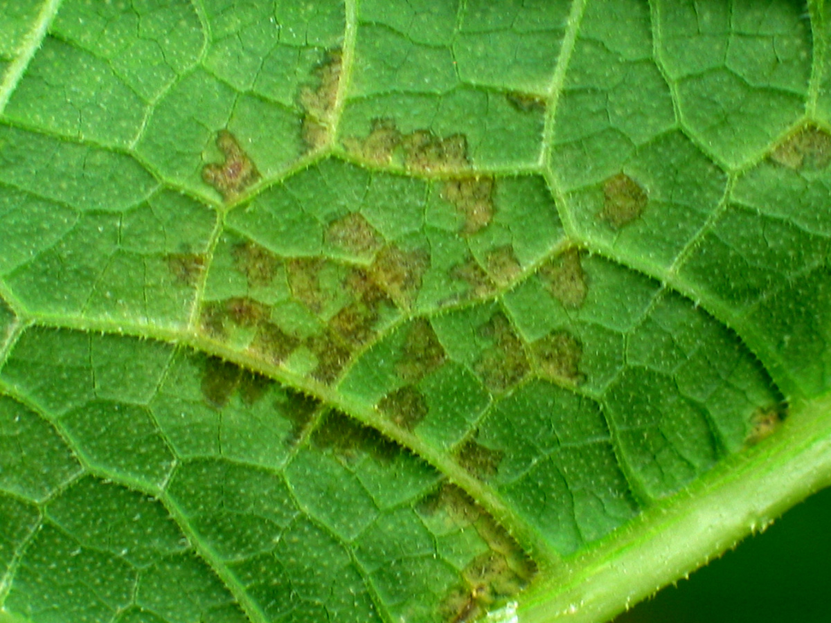 disease symptoms on leaf