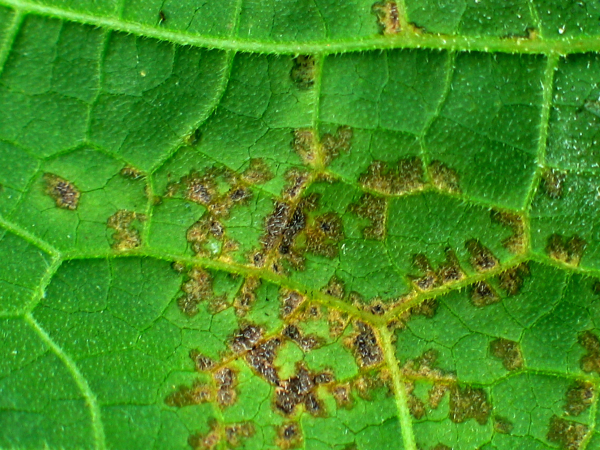 disease symptoms on leaf