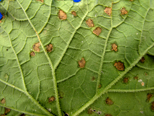 disease symptoms on leaf