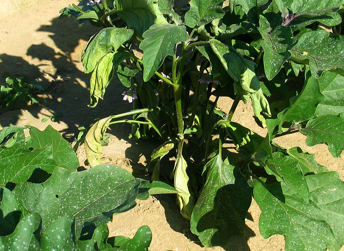 Verticilium wilt on eggplant