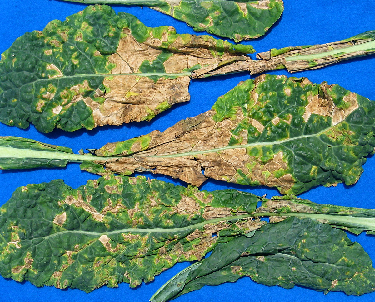 Alternaria leaf spot on kale