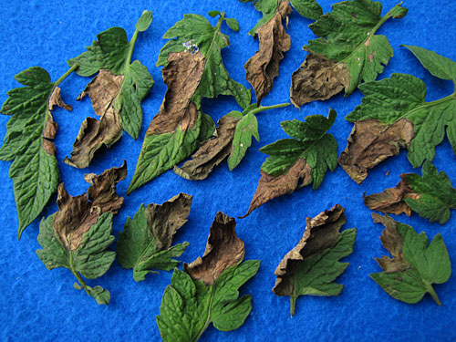 early blight on tomatoes early blight on tomatoes
