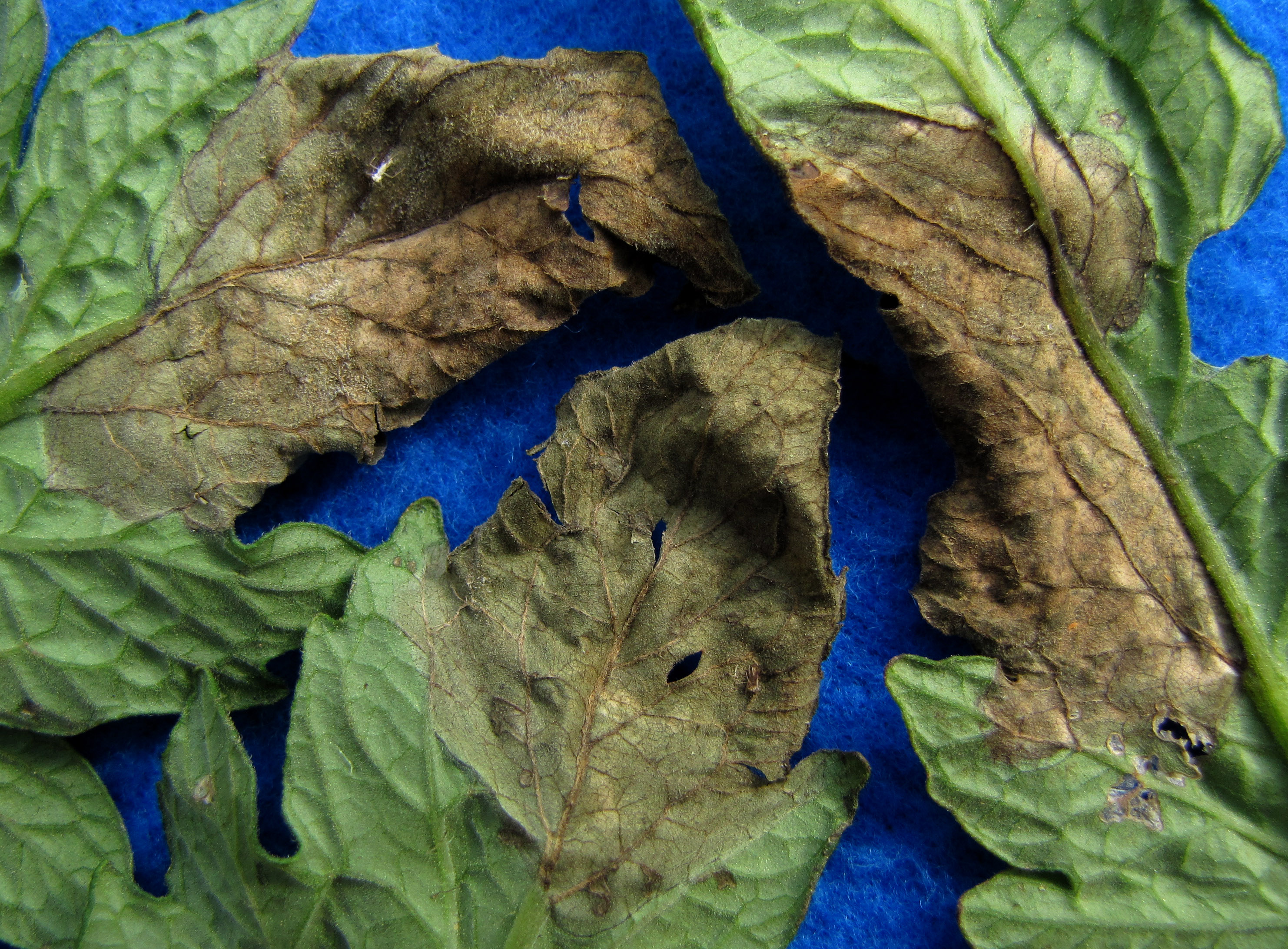 tomato blight ontario tomato blight ontario