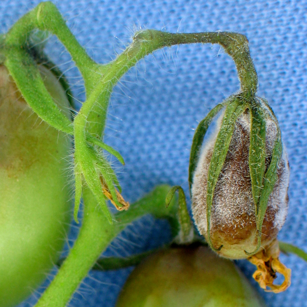 fire blight on tomatoes fire blight on tomatoes