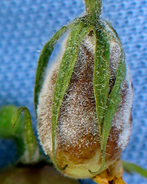 Blight Resistant Tomato Seeds