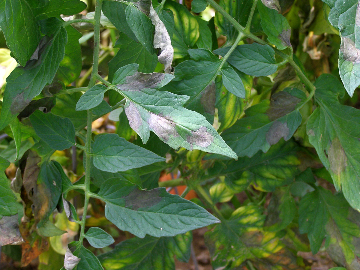 early blight on tomato plants early blight on tomato plants
