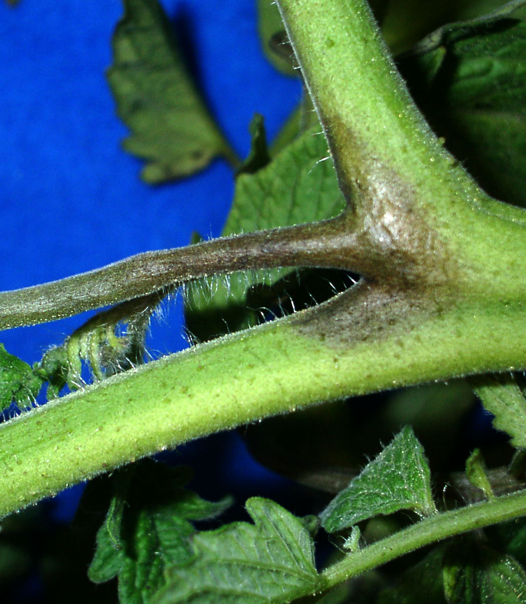 early blight on tomatoes in new area early blight on tomatoes in new area