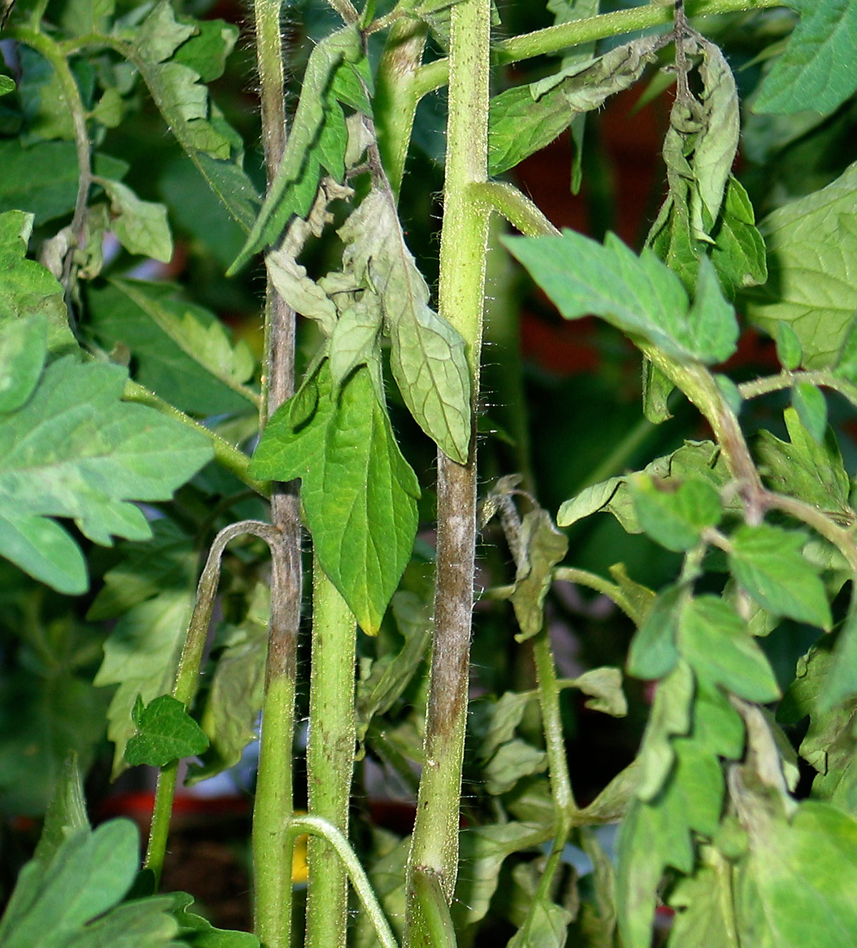 late blight of tomato late blight of tomato