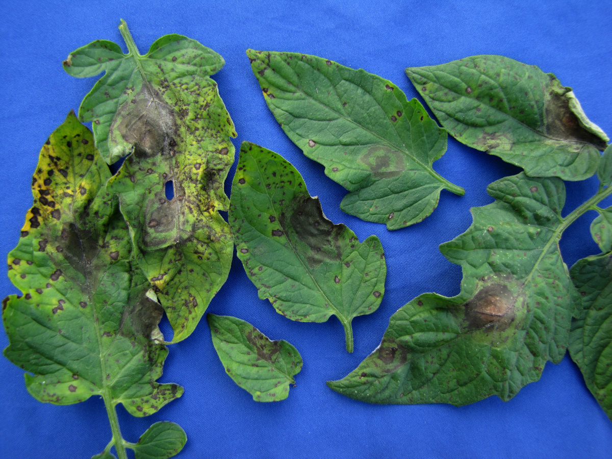late blight of tomato late blight of tomato