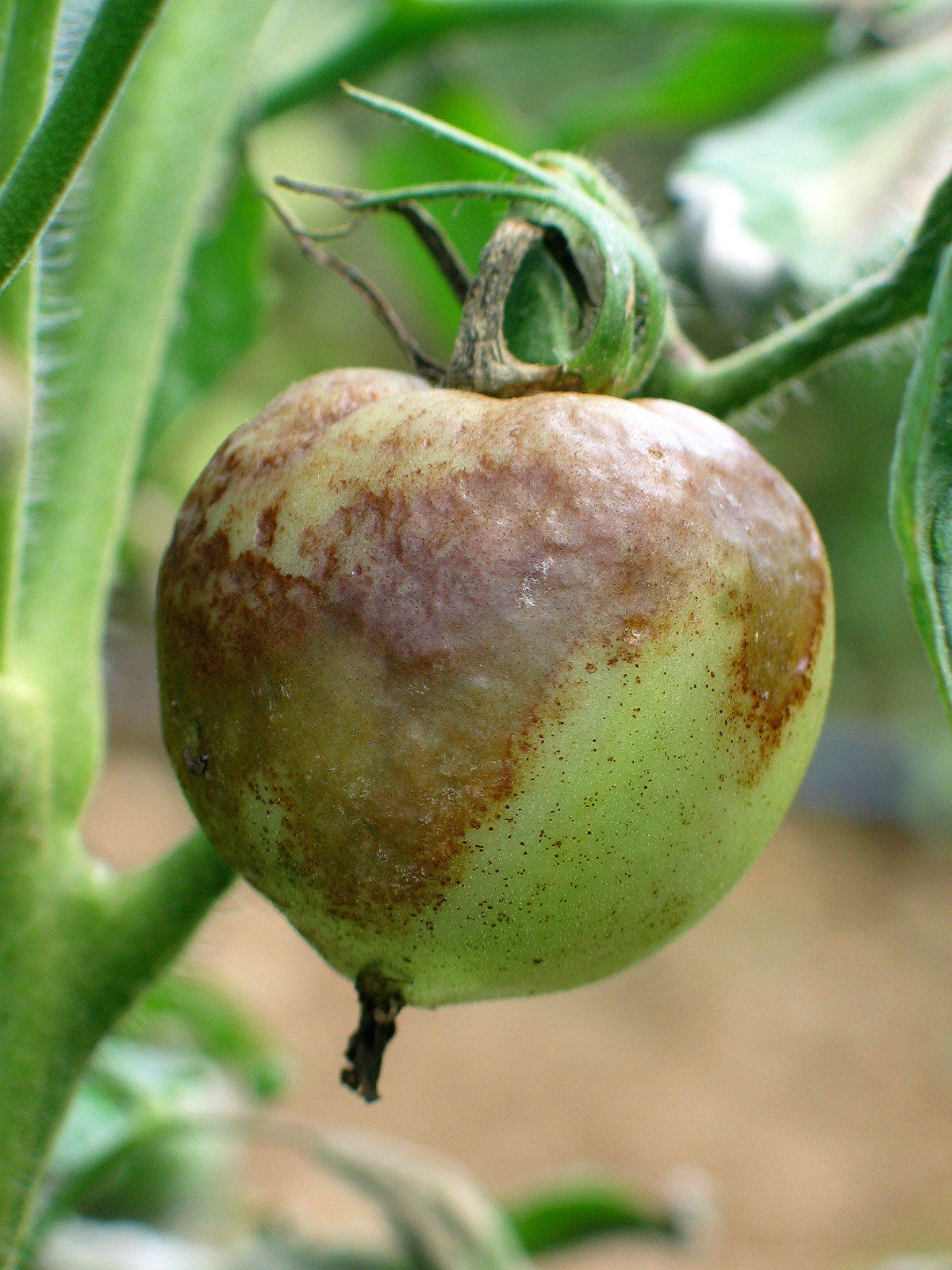 tomatoes resistant to late blight tomatoes resistant to late blight