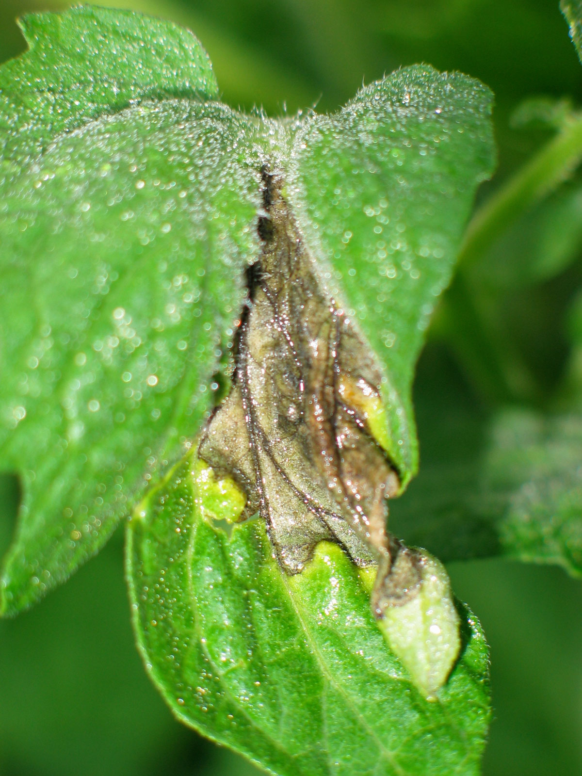 signs of late blight signs of late blight