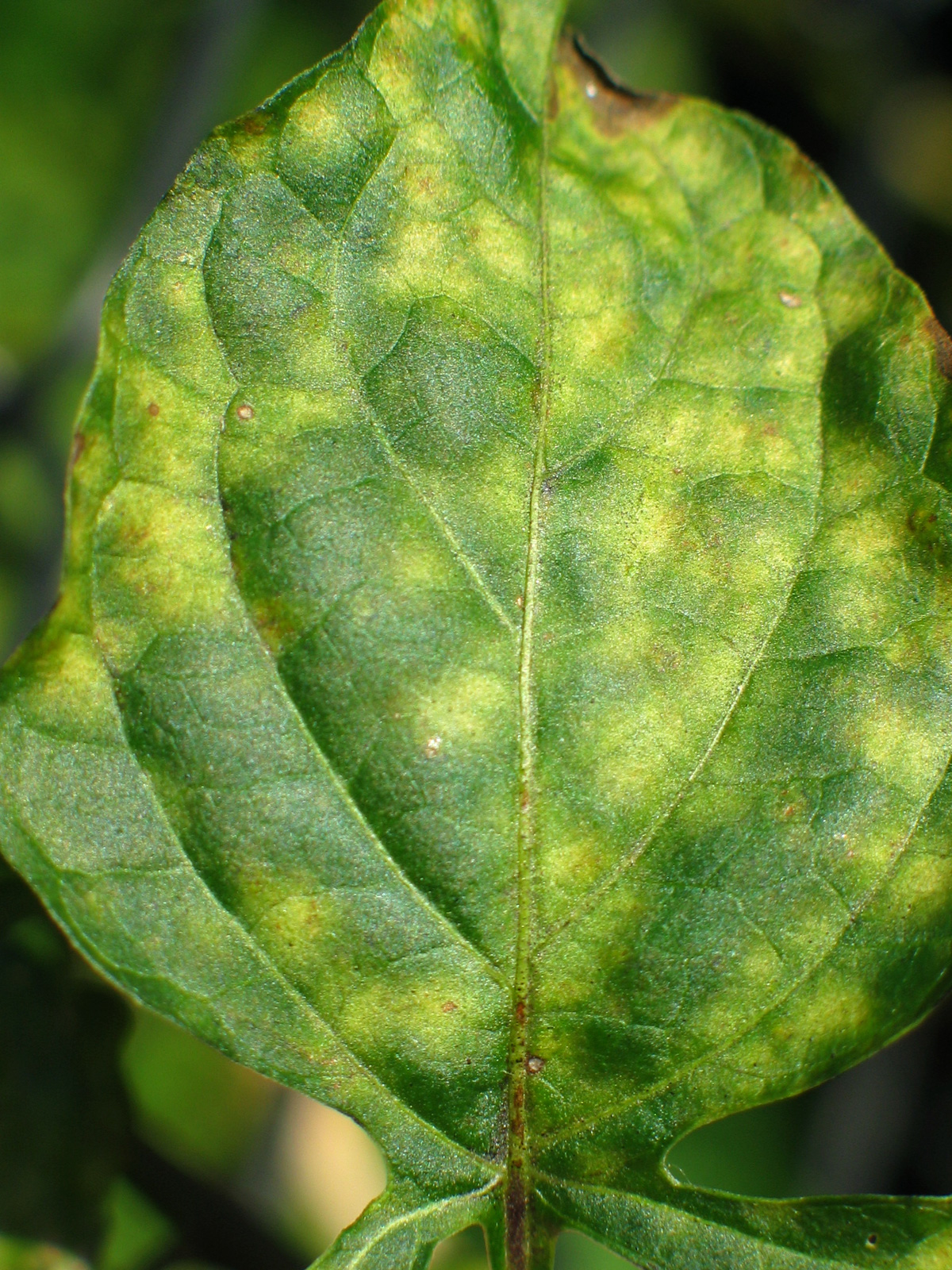 Leaf mold on tomatoes