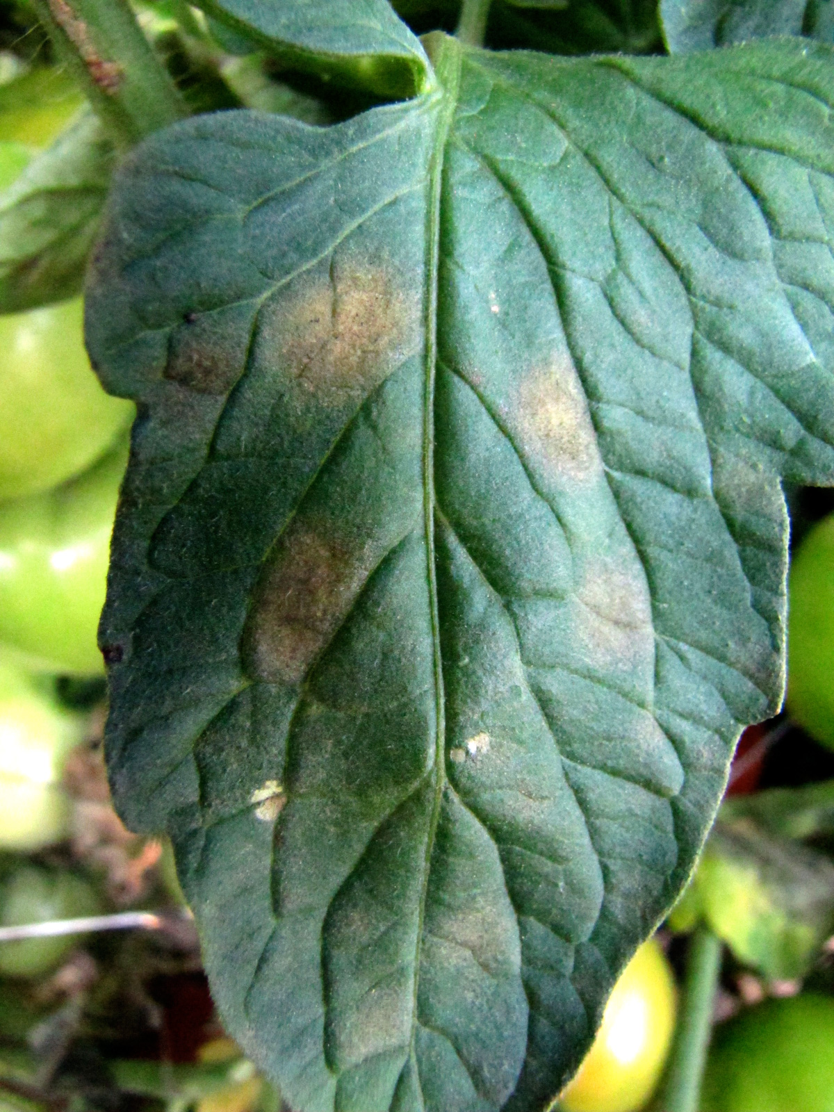 Leaf mold on tomatoes