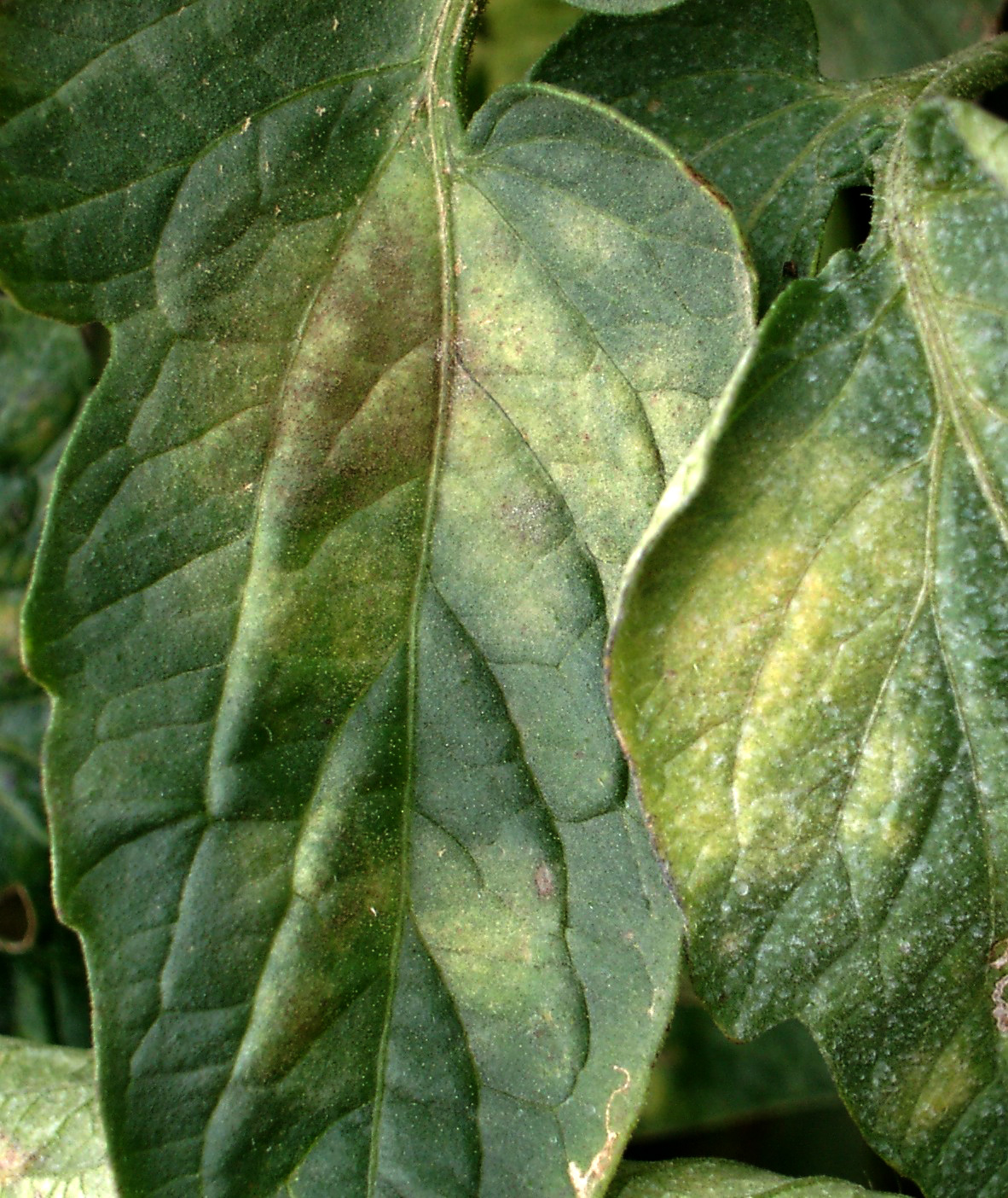 Leaf Mold On Tomatoes