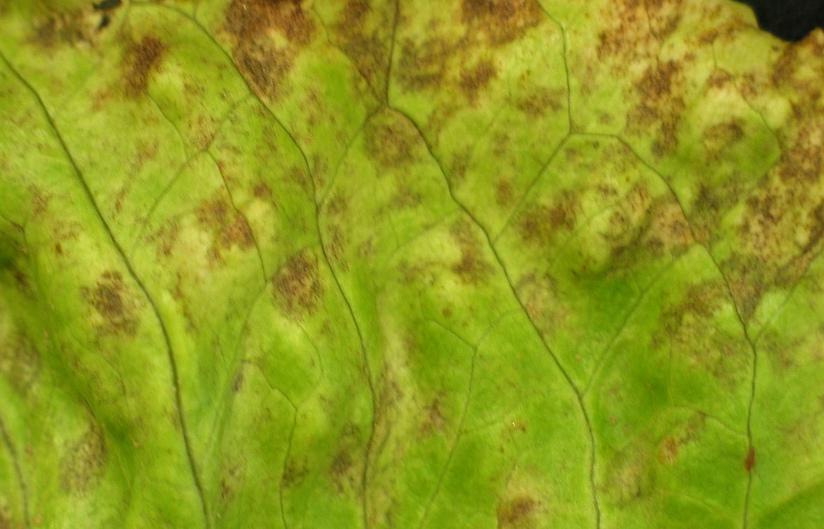 Septoria leaf spot on lettuce