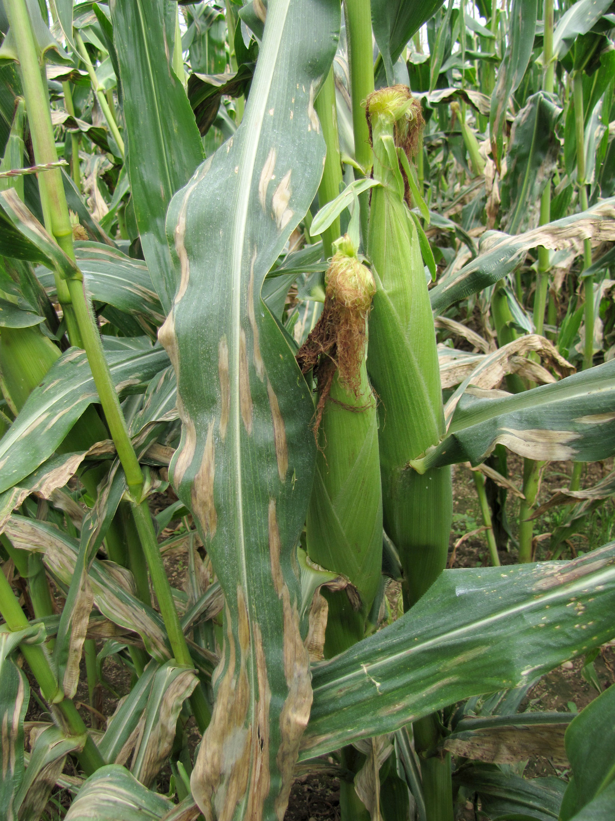 northern corn leaf blight