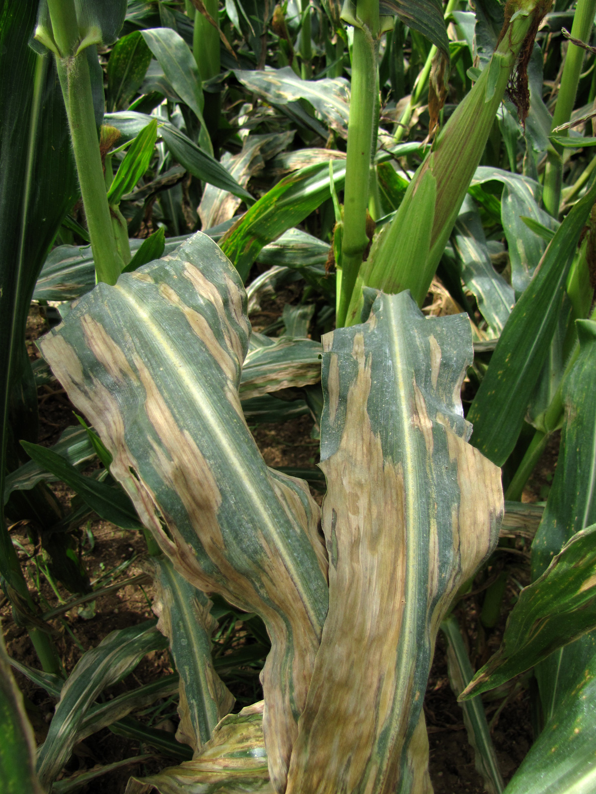 northern corn leaf blight