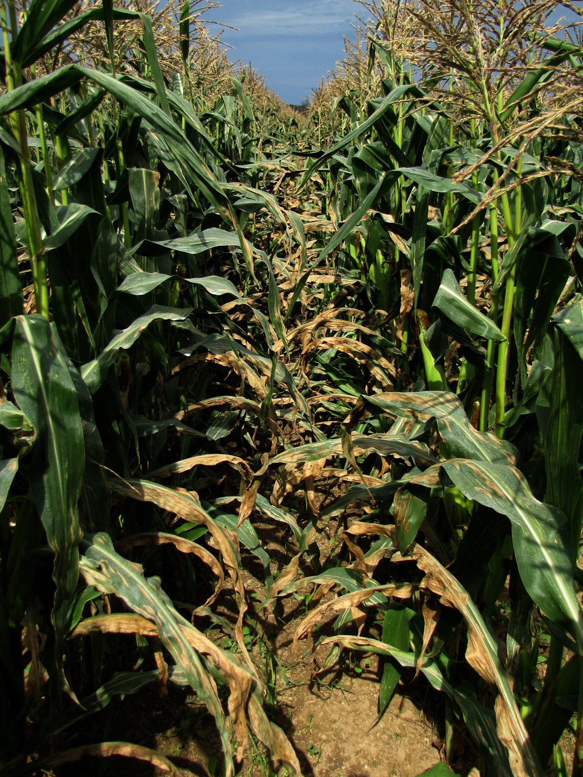 northern corn leaf blight