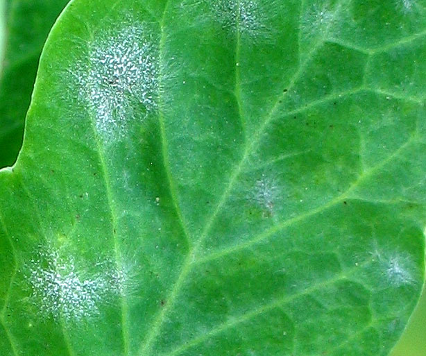 Powdery mildew on peas Vegetable Pathology Long Island