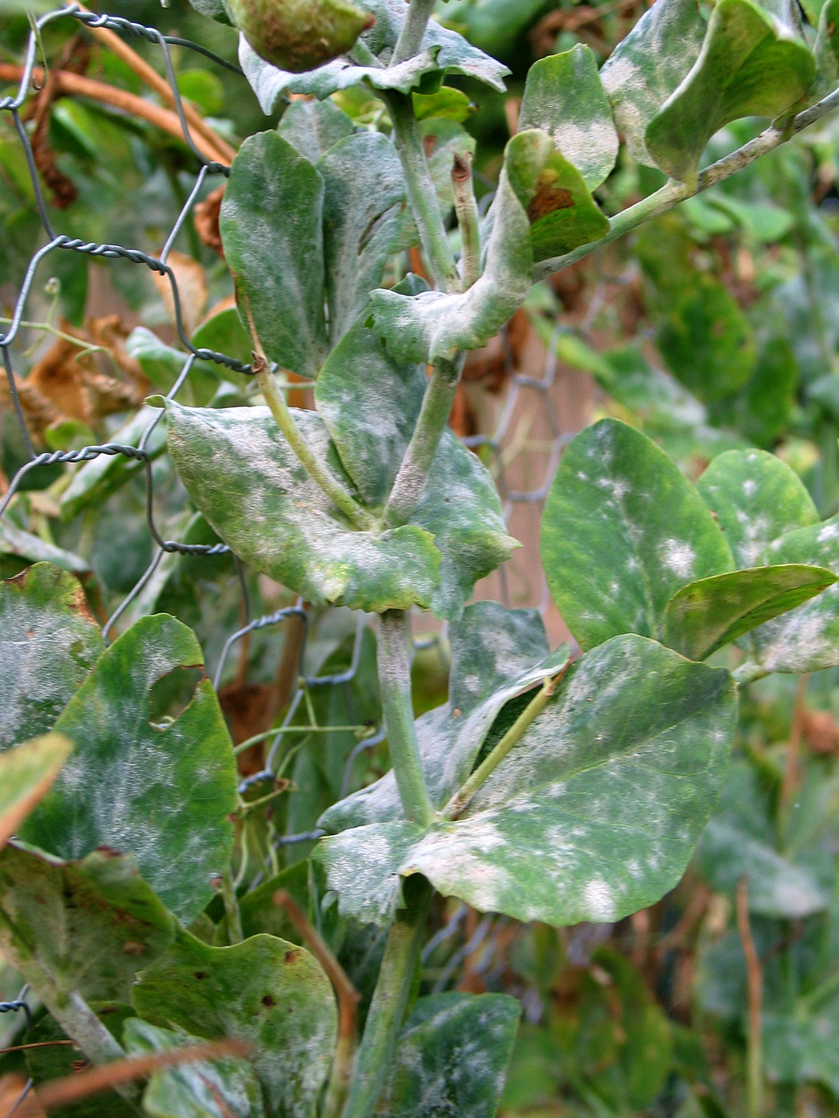 Powdery Mildew On Peas Vegetable Pathology Long Island powdery-mildew-got-pests-board-of-pesticides-control-maine-dacf