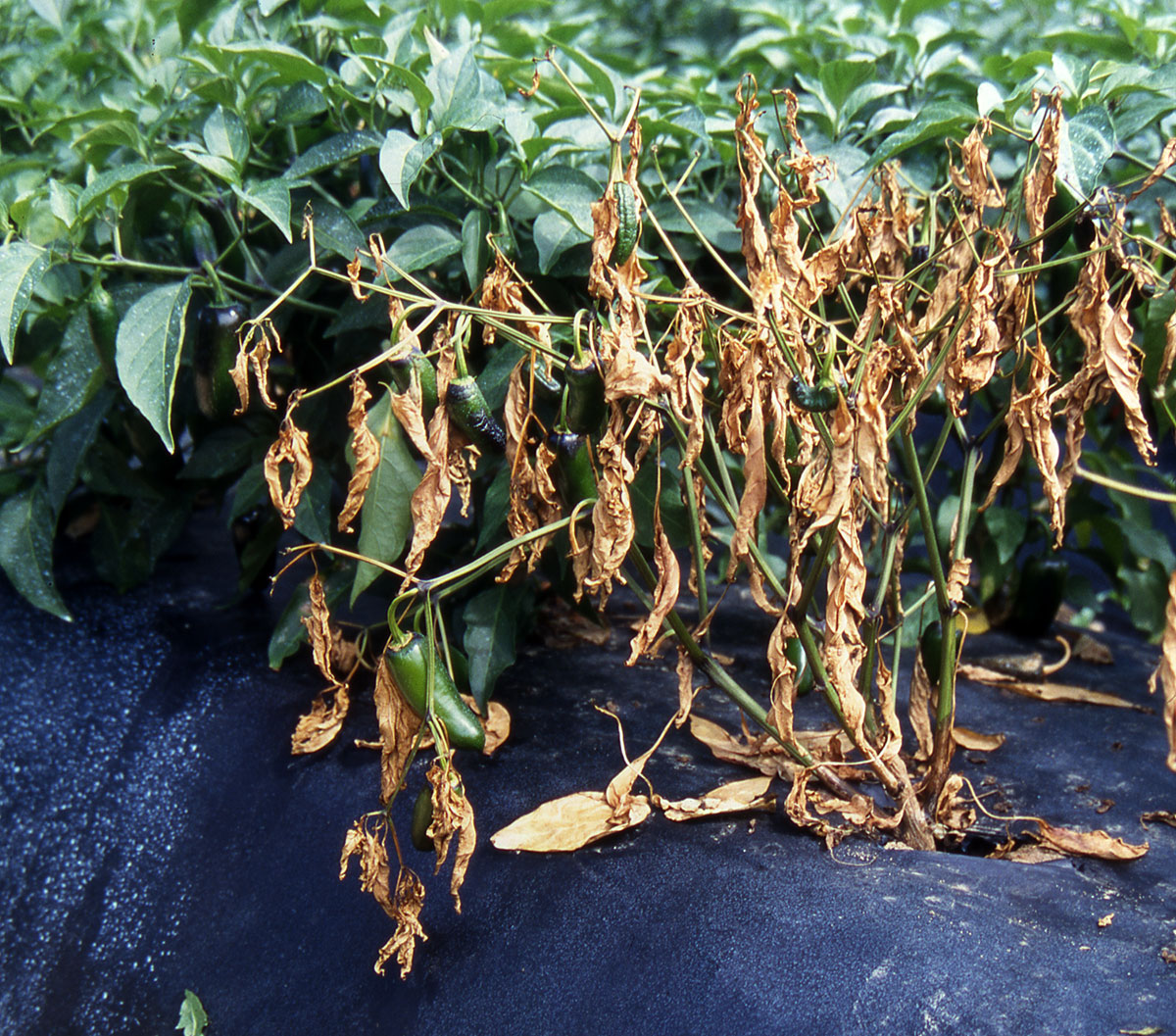 Phytophthora blight on peppers