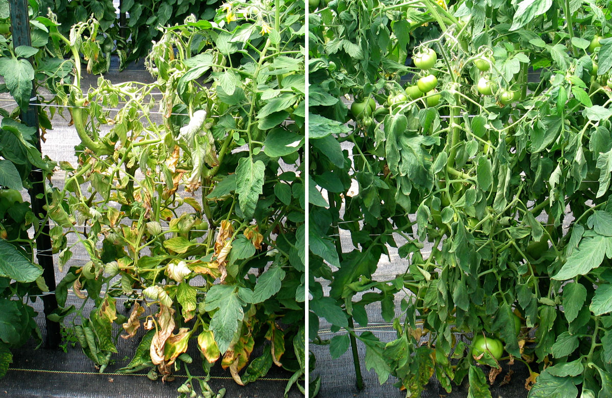 Pith necrosis on tomatoes