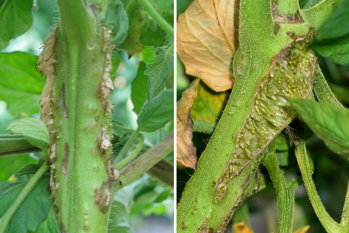 tomato blight tomato blight