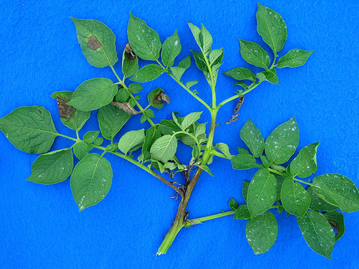 Late blight on potatoes