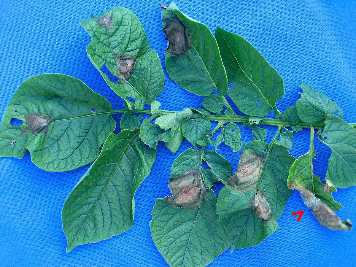 late blight of potato late blight of potato