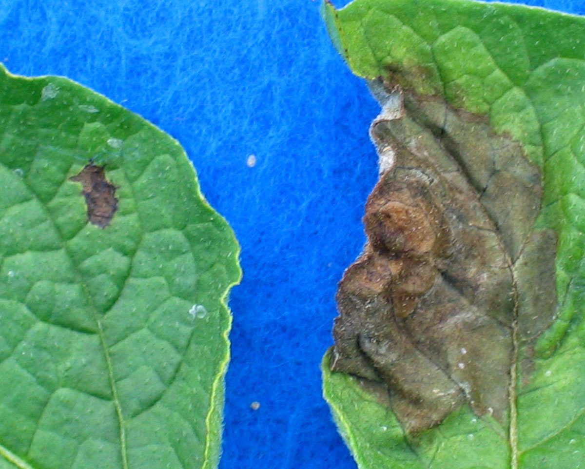 Potato blight atilaintelligence
