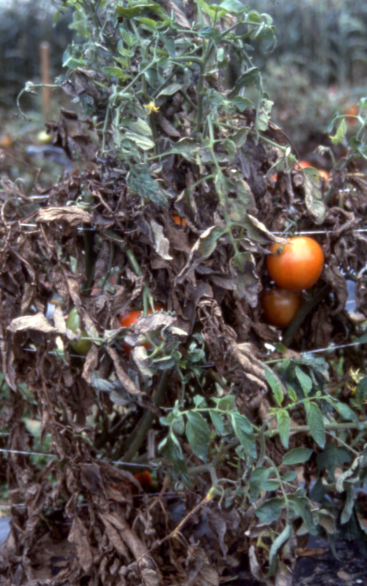 Powdery mildew on tomatoes