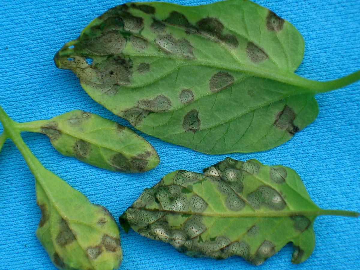 Septoria leaf spot on tomatoes