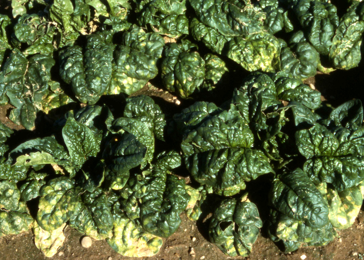 White rust on spinach