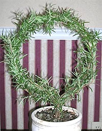 indoor topiary