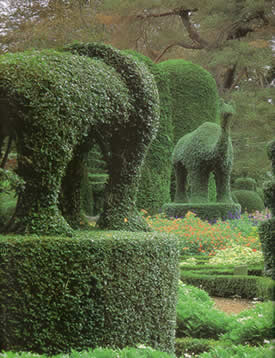 live boxwood topiary