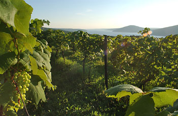 Vineyard and Lake