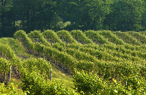 Vineyard