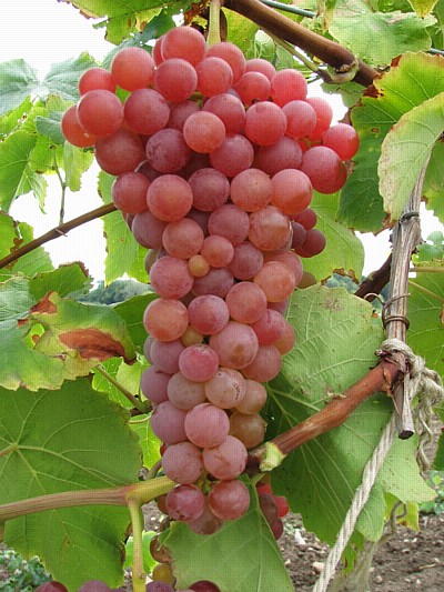 bue panik Føde Grape Varieties Named at the New York State Agricultural Experiment Station  Geneva, NY
