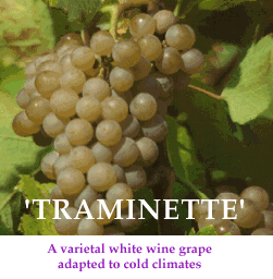 'Traminette'