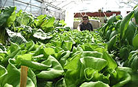 harvesting hydroponic greens