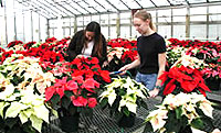 tending poinsettias