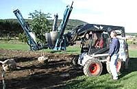 transplanting trees