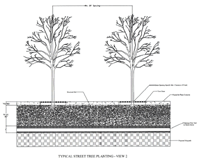 Typical street tree planting view 2