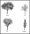 Visual Similarity and Biological Diversity: Street Tree Selection and Design
