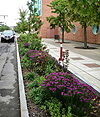 Harrison St. Bioswale, Syracuse NY