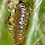 1st instar larva (about 1 mm). Click for more pictures and information.