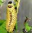 2nd instar larva, click for more info