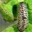 3rd instar larva (about 10 mm). Click for more pictures and information.