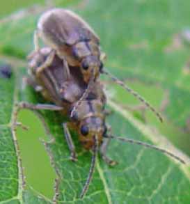 Mating adults